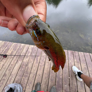 Meet your Posher, Ricardo